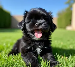 1-3 months Male Purebred Maltese