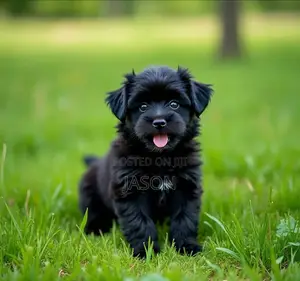 1-3 months Female Purebred Maltese