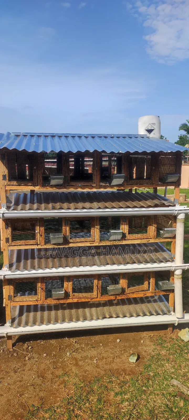 Rabbit Cages