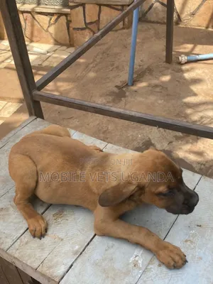 1-3 months Male Purebred Boerboel