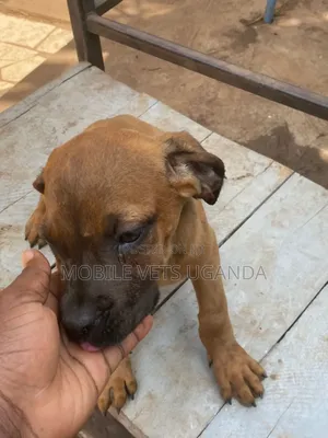 3-6 months Female Purebred Boerboel