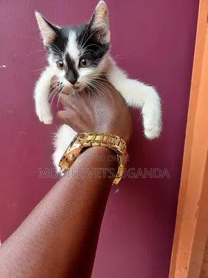 0-1 month Male Purebred British Shorthair