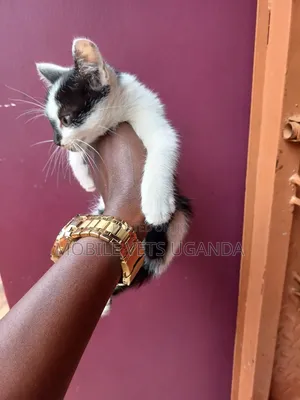 1-3 months Female Purebred Nebelung