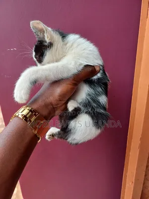 3-6 months Male Purebred Bombay