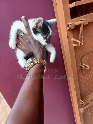 0-1 month Male Purebred Birman