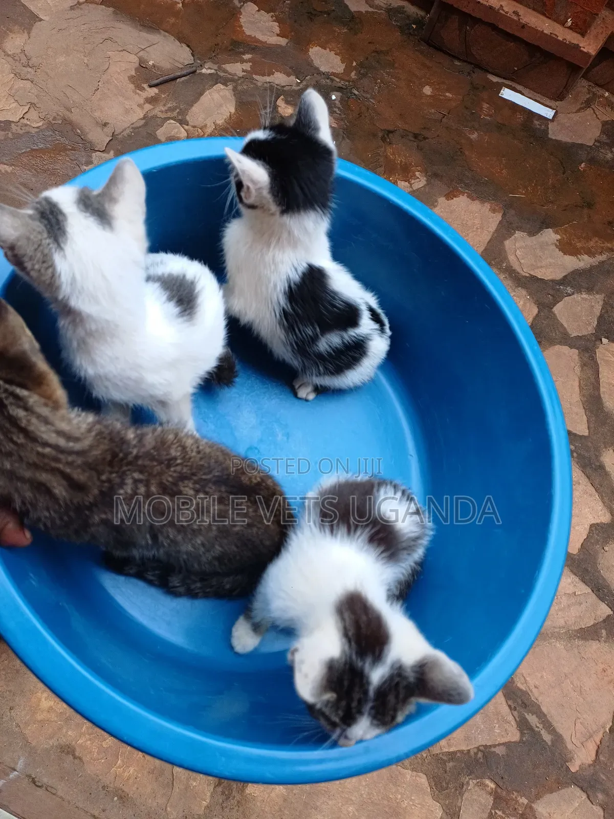 1-3 months Female Purebred Selkirk Rex