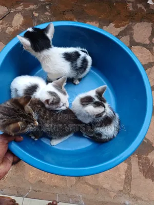 0-1 month Male Purebred Birman