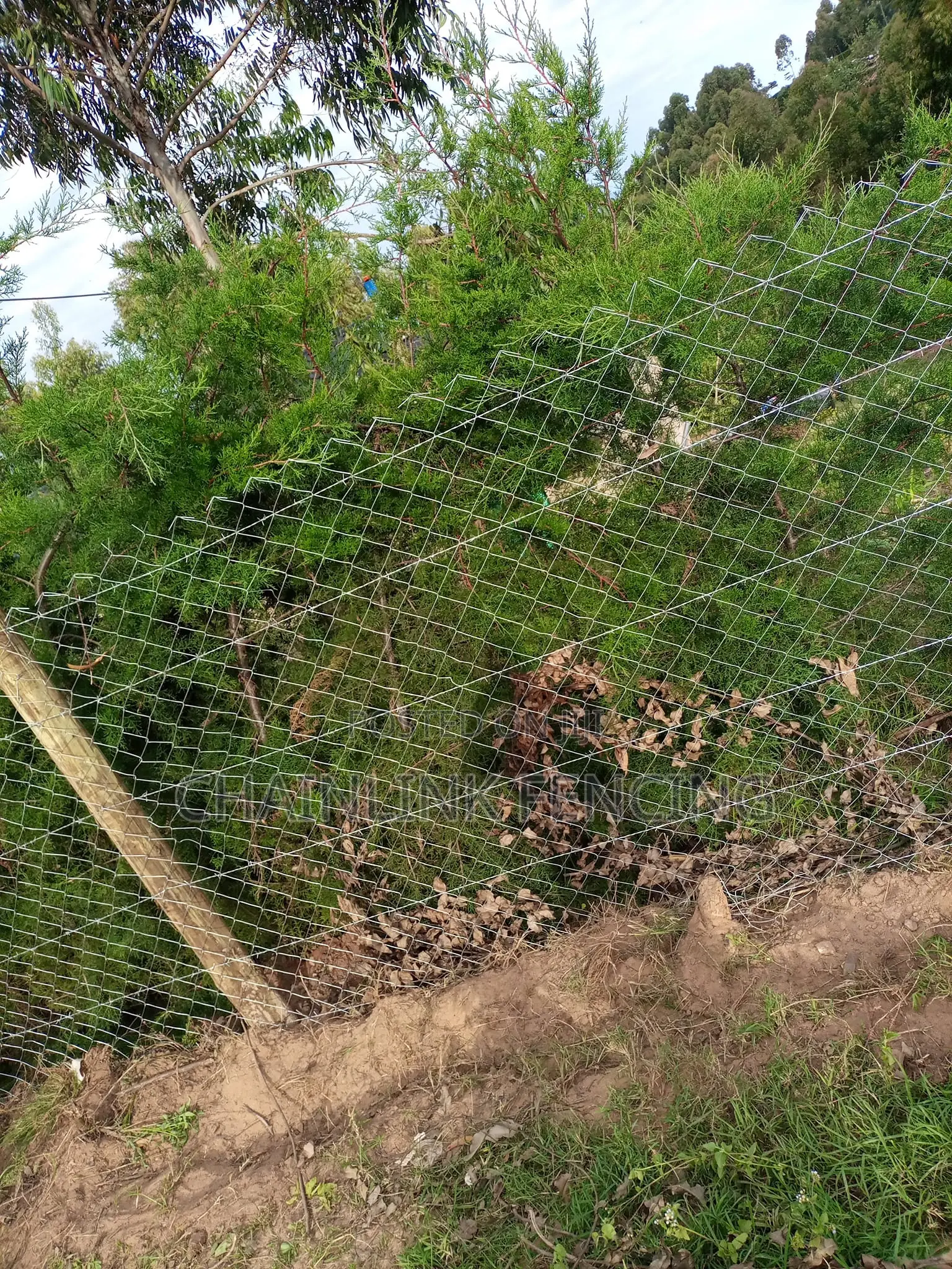 Treated Poles Chain Link Fencing