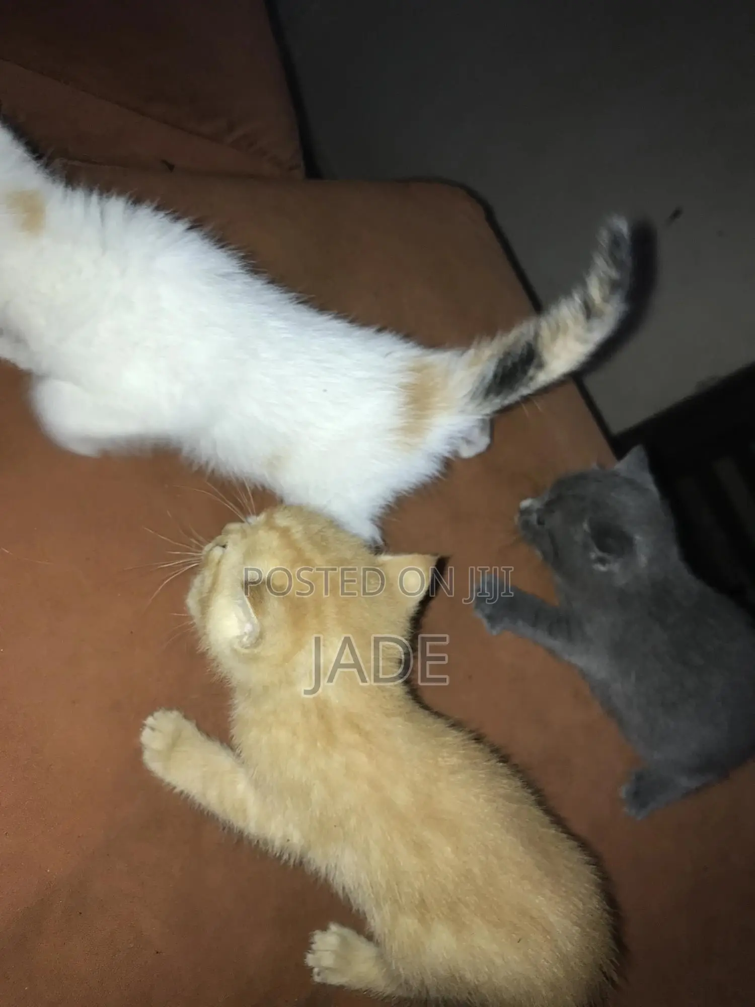 0-1 month Female Purebred Exotic