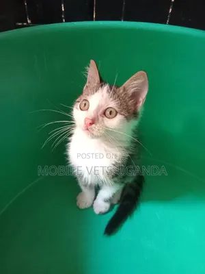 1-3 months Female Purebred Savannah