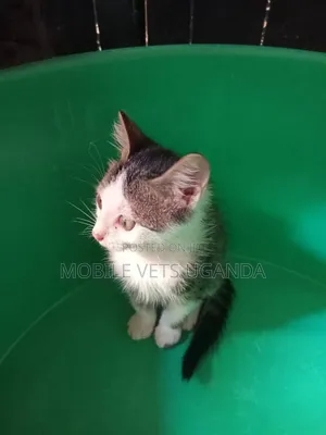 0-1 month Male Purebred Burmese