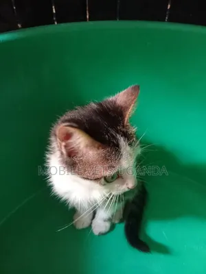 3-6 months Male Purebred Balinese