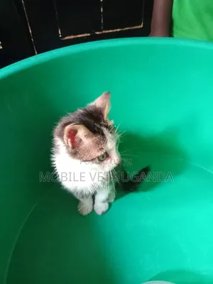 1-3 months Female Purebred American Curl