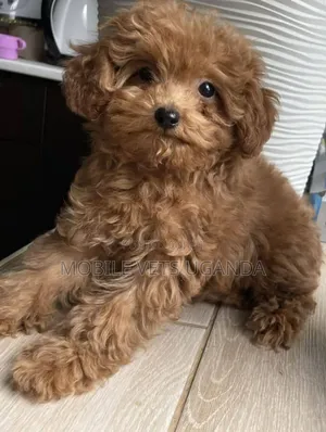 3-6 months Female Purebred Maltese
