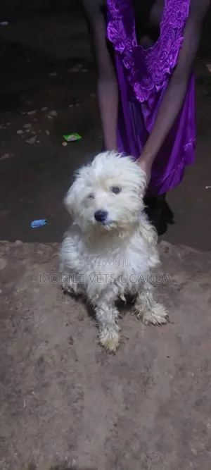 6-12 months Male Purebred Maltese