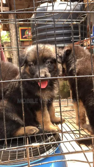 0-1 month Male Purebred German Shepherd