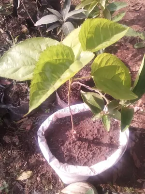 Mulberies (Seedlings)