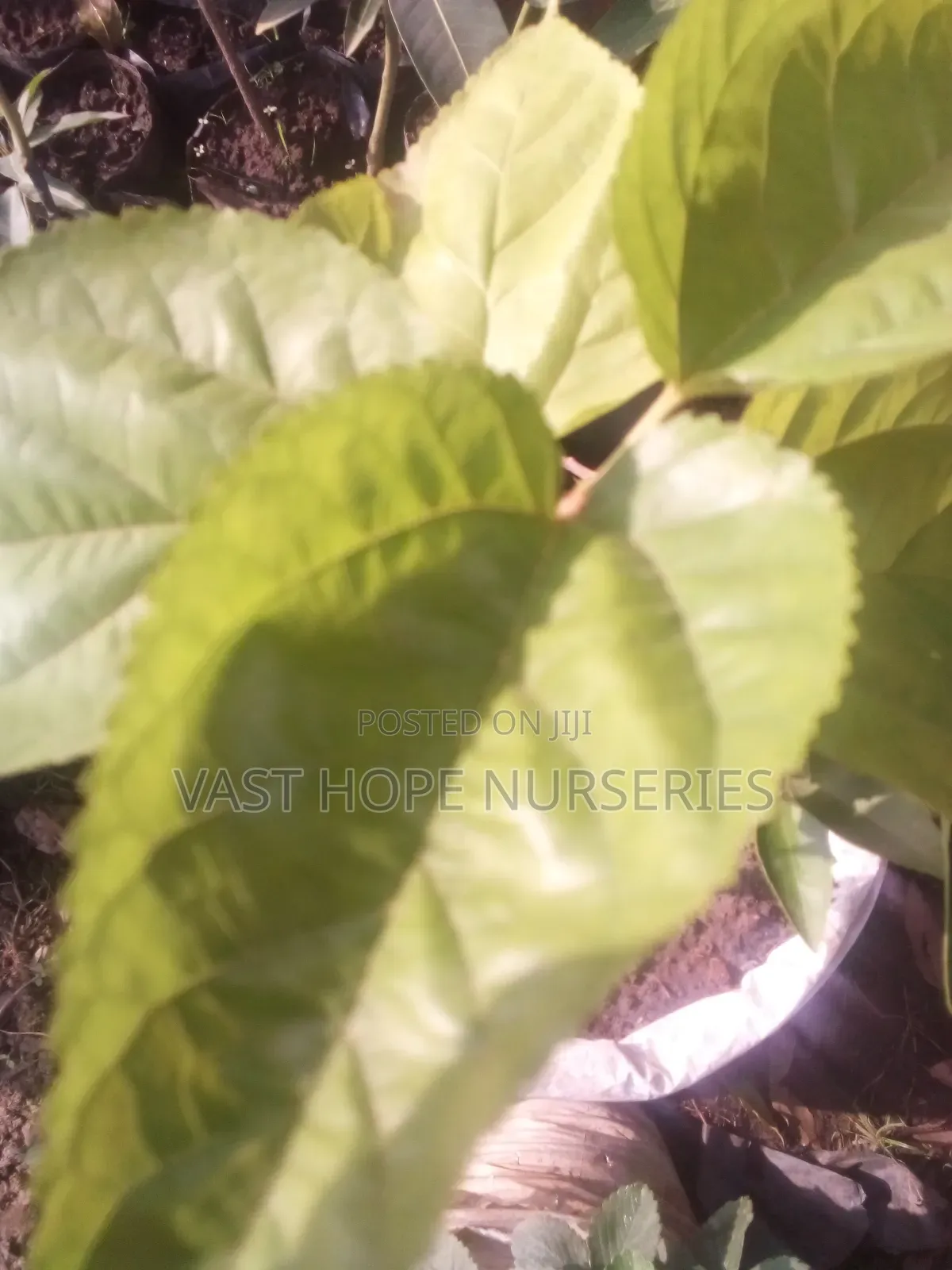 Mulberies (Seedlings)