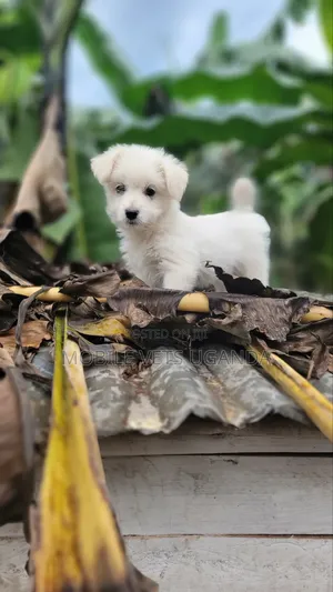 1-3 months Male Purebred Japanese Spitz