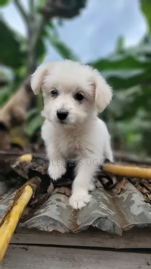 0-1 month Male Purebred Japanese Spitz