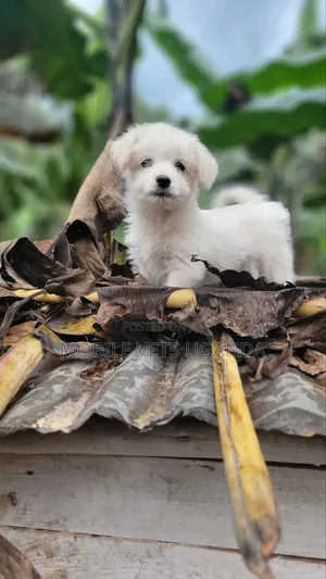 1-3 months Female Purebred Japanese Spitz