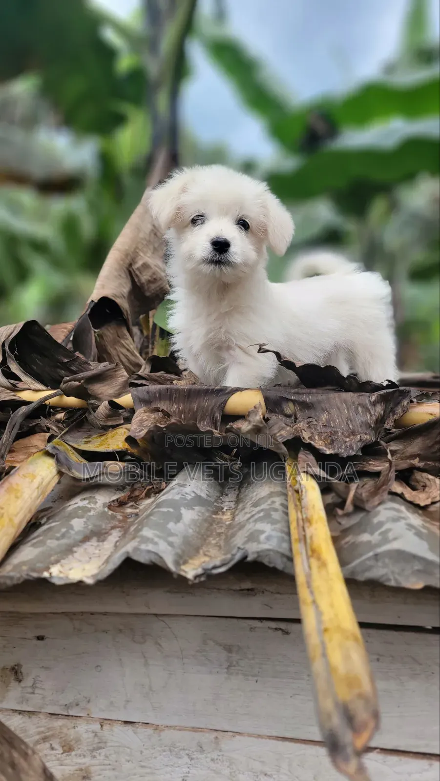 1-3 months Female Purebred Japanese Spitz