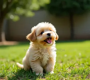 0-1 month Male Purebred Maltese