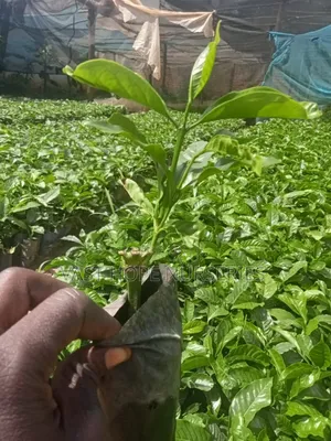 K.R Clones (Coffee Seedlings)
