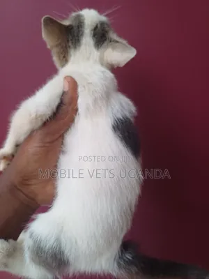 1-3 months Male Purebred Manx