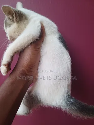 3-6 months Male Purebred American Curl