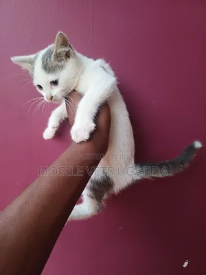 1-3 months Female Purebred Somali