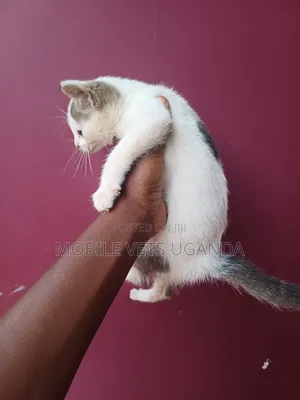 0-1 month Female Purebred Tabby