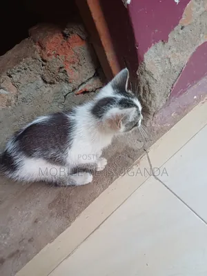 1-3 months Male Purebred British Shorthair