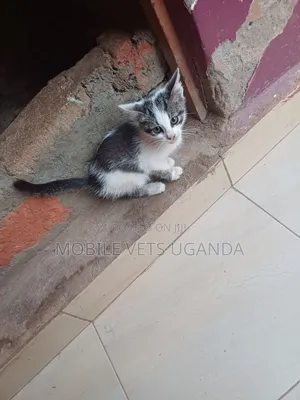 0-1 month Male Purebred Havana Brown