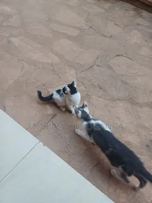 1-3 months Male Purebred Norwegian Forest