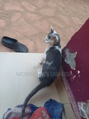 3-6 months Male Purebred American Bobtail