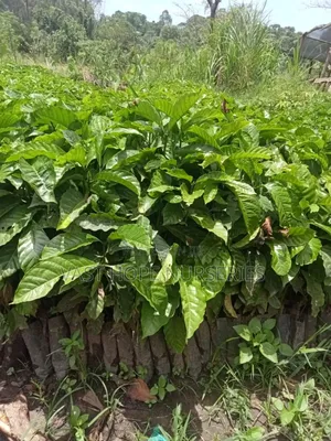 Coffee Clones(Cutting/Kr)