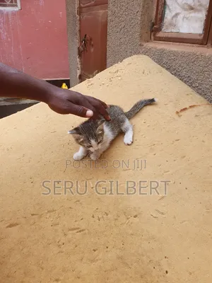 1-3 months Male Purebred Balinese