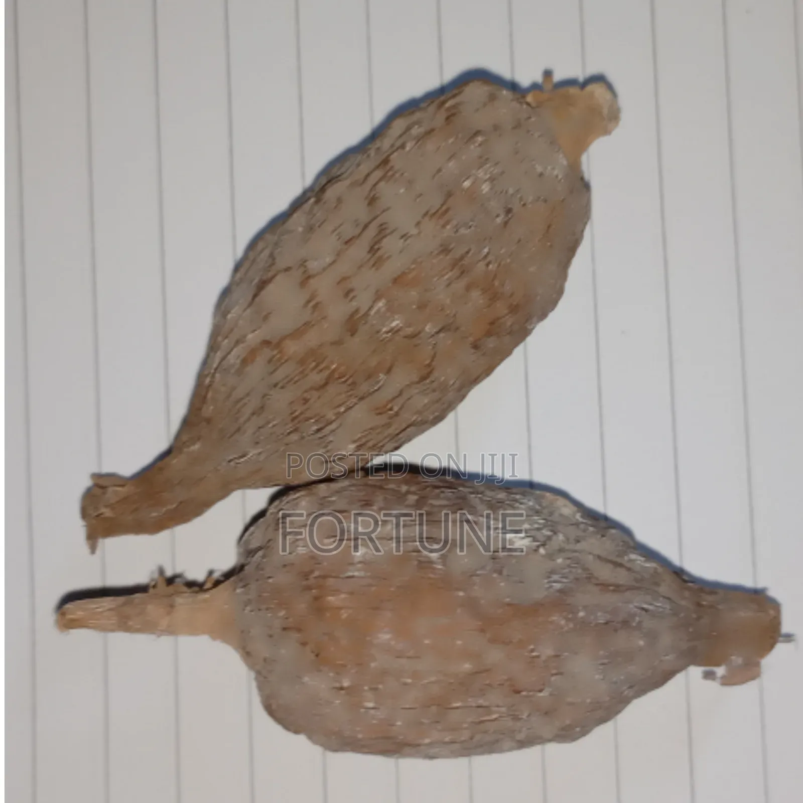 Alligator 1 Pod