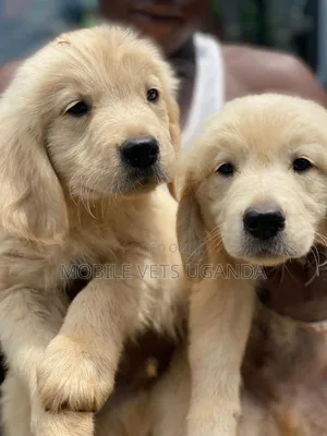 0-1 month Male Purebred Golden Retriever