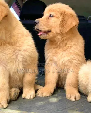 1-3 months Male Purebred Golden Retriever