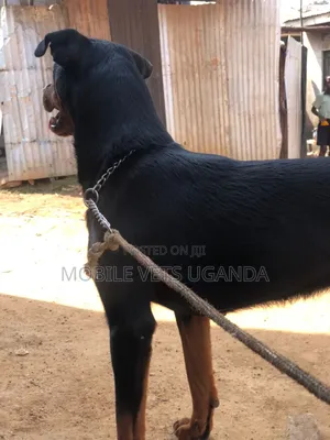 3-6 months Male Purebred Rottweiler