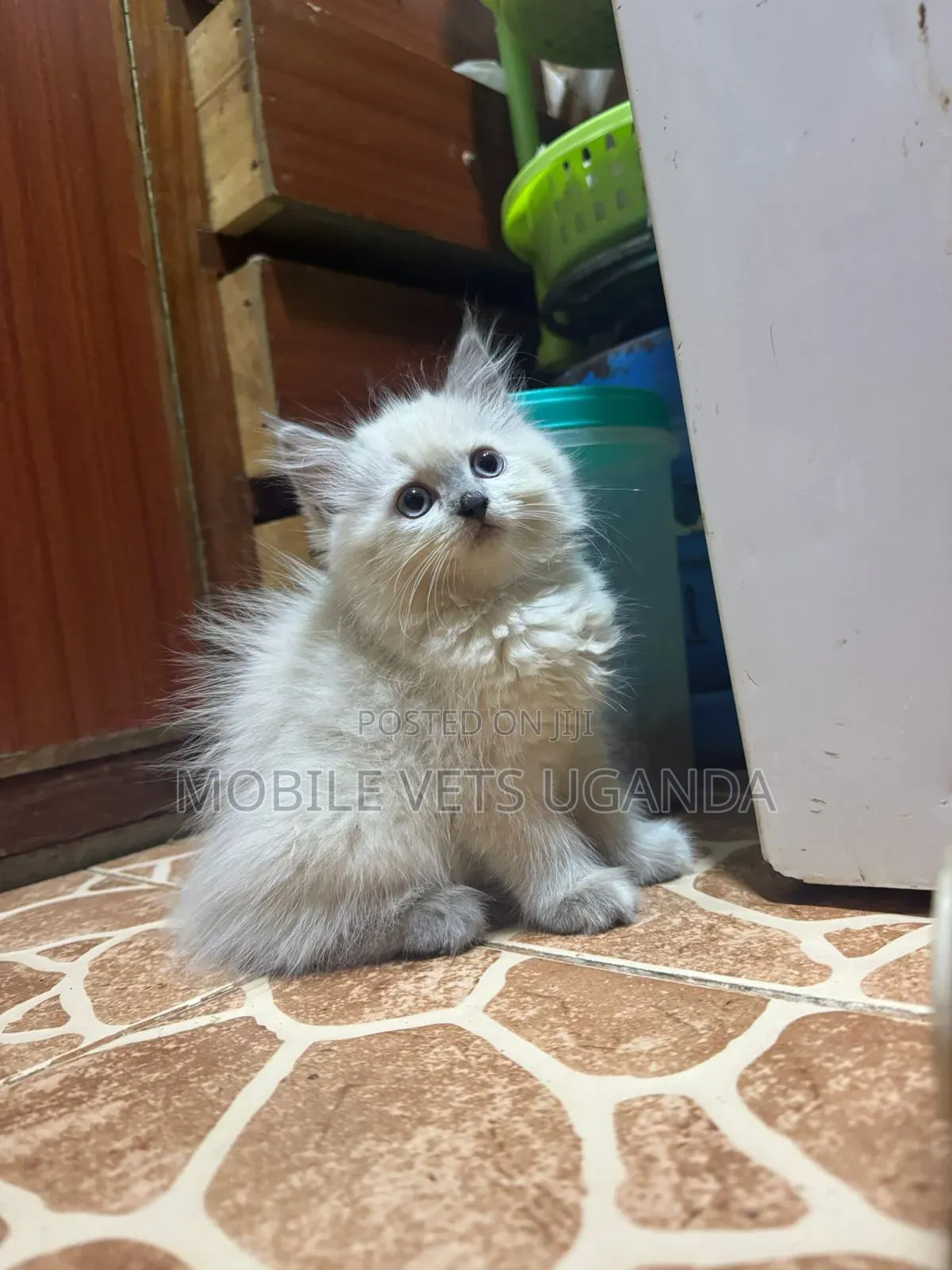 1-3 months Male Purebred Ragdoll