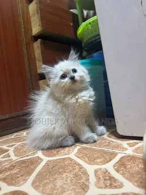 1-3 months Male Purebred Ragdoll