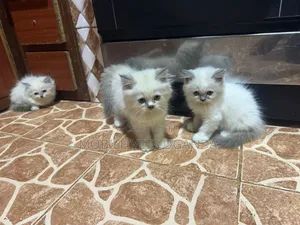 0-1 month Female Purebred Ragdoll