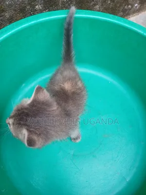 1-3 months Female Purebred Siberian