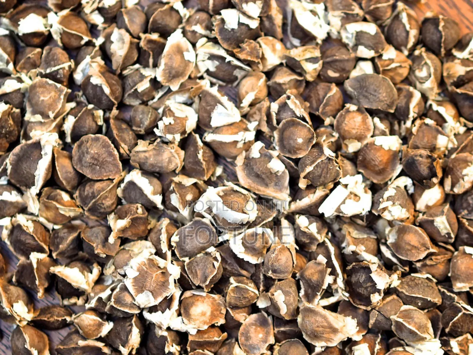 Moringa Seeds Kg
