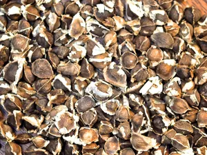 Moringa Seeds Kg