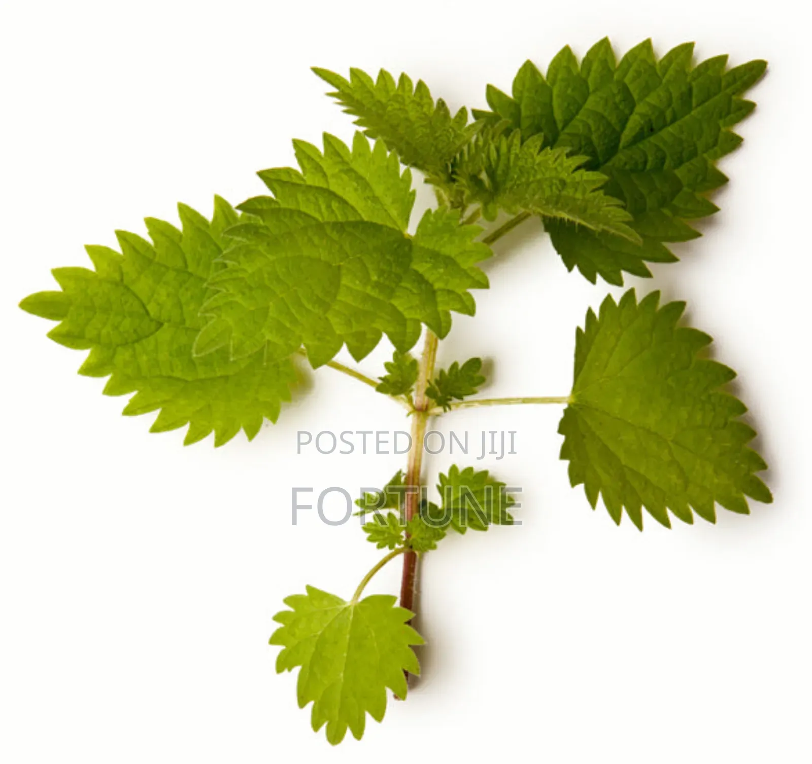 Nettle Half Powder