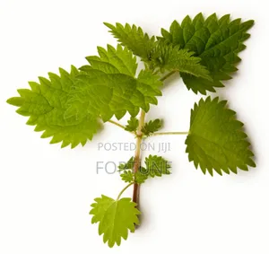 Nettle Half Powder